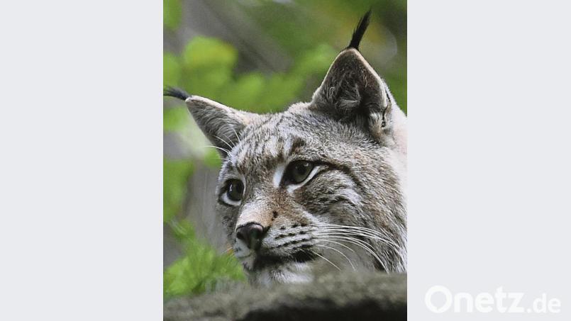 Diesem Luchs in einem Wildgehege im Harz geht es gut. Auch in Ostbayern streifen trotz Wilderei wieder mehr Luchse durch die Wälder. Das Landesamt für Umwelt geht aktuell von 26 Luchsen und 22 Jungtieren im Grenzraum zu Österreich und Tschechien in freier Wildbahn aus. Bild: Hollemann/dpa