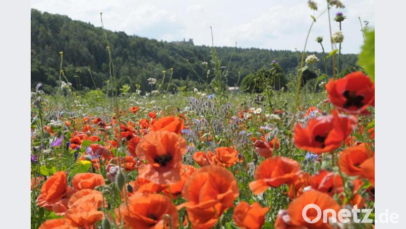 Ein Paradies für Insekten sind solche blühenden Wiesen. Wer etwas für den Artenschutz tun möchte kann Blühpate werden. Bild: Alexander Unger