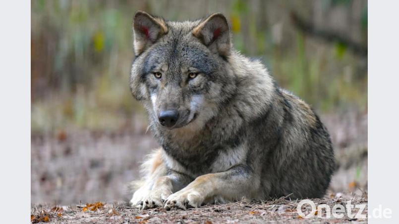 Ein Wolf liegt auf einem Waldboden. Bild: Patrick Pleul