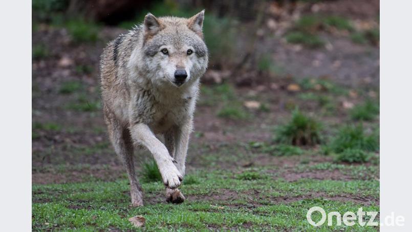 Ein Europäischer Wolf läuft durch ein Wolfsgehege. Bild: Sebastian Gollnow