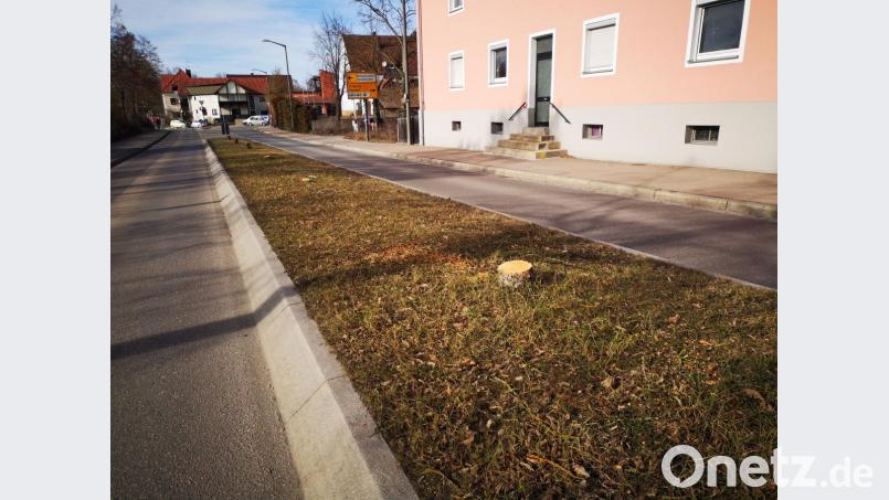 „Tatort Güterhallenstraße“: Plötzlich waren die sechs Bäume auf der Verkehrsinsel gefällt. Die Stadt sagt dazu, dass der letzte Sommer und die Trockenheit bei sehr vielen Bäumen Schäden angerichtet habe, die man nicht auf den ersten Blick sieht. Fällen sei in solchen Fällen unumgänglich. Aber es werde neu angepflanzt. Bild: Thomas Dobler