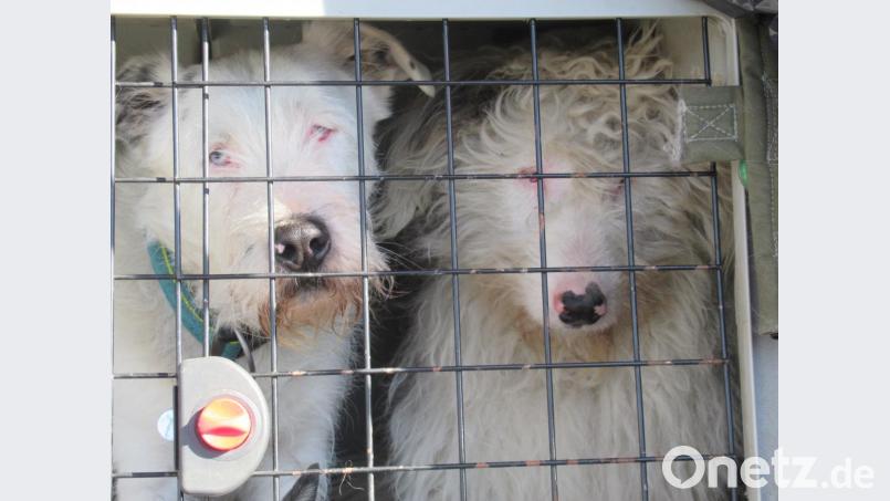 In Regensburg fanden Polizisten am Dienstag fünf verwahrloste Hunde in einem Auto eingesperrt. Bild: exb