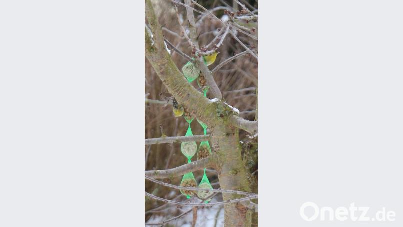 Die männlichen Erlenzeisige haben eine viel buntere Färbung des Gefieders als Weibchen. Während die weiblichen Zeisige am Bauch eher unscheinbar weiß bis hellbraun und gepunktet sind, leuchten die Brustfederen der Männchen weithin in Zitronengelb bis Lemonengrün. Bild: rpp