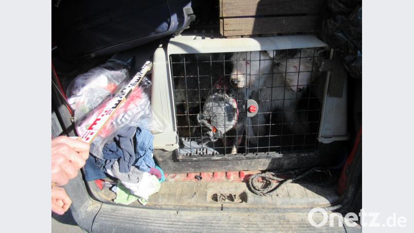In Regensburg fanden Polizisten am Dienstag fünf verwahrloste Hunde in einem Auto eingesperrt. Drei davon mussten sich einen Käfig im Kofferraum teilen. Bild: exb