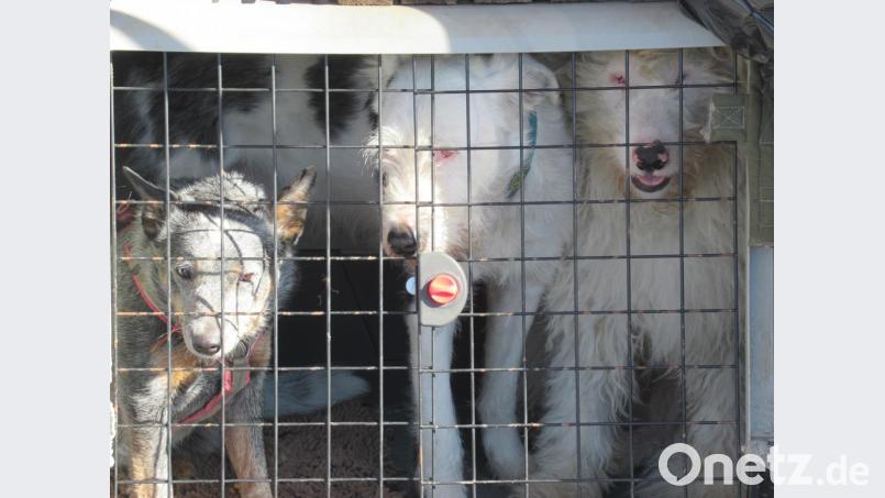 In Regensburg fanden Polizisten am Dienstag fünf verwahrloste Hunde in einem Auto eingesperrt. Drei davon mussten sich einen Käfig im Kofferraum teilen. Bild: exb