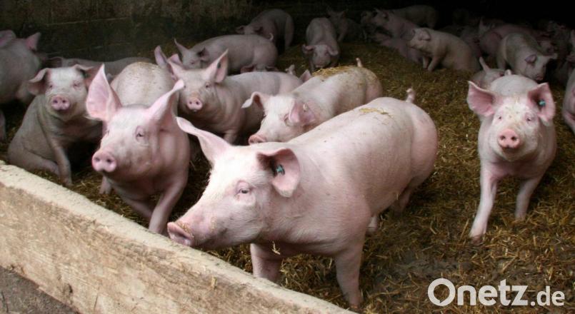 Der Schweinemarkt steht unter Druck und hat Absatzprobleme. Bild: Hirsch