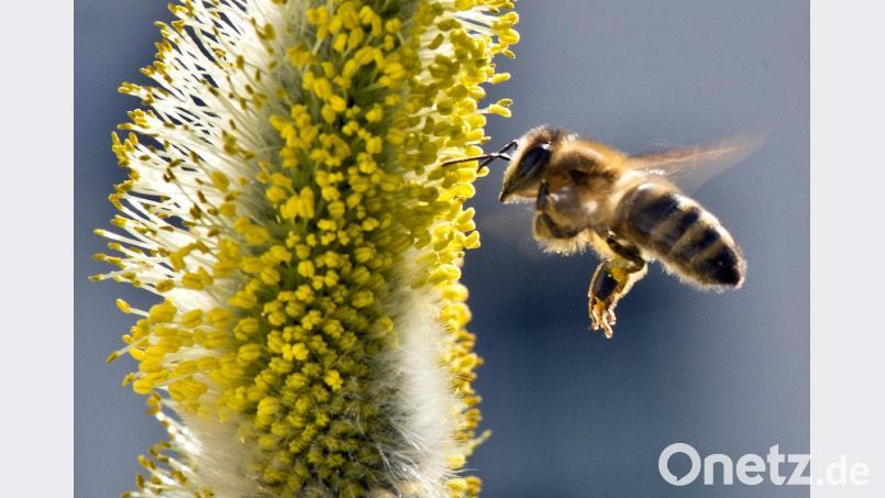 Auch Kommunen und Landkreise wollen etwas zur Erhaltung der Artenvielfalt tun. Bienenweiden oder vernetzte Streifen entlang von Flüssen sind denkbare Ansätze. Bild: Boris Roessler/dpa
