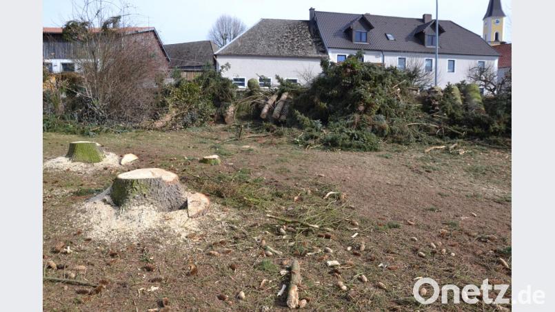 Durch die Entfernung der drei großen Nadelbäume fiel der Startschuss für die Anlegung eines Kräutergartens an der Ortseinfahrt nach Moosbach. Bild: gi