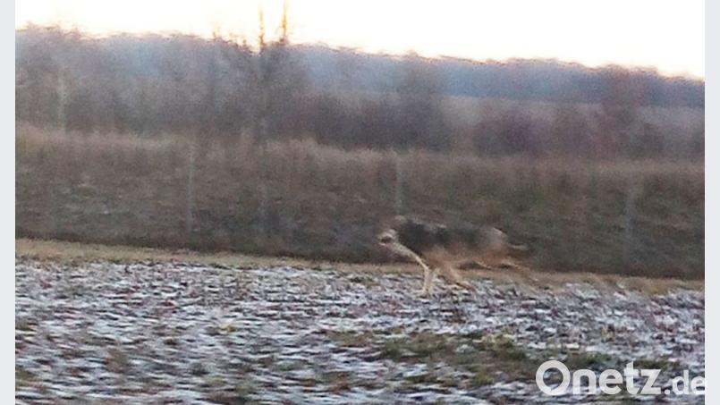 Trotz Vergrößerung bleibt die Handyaufnahme unscharf: Doch es gibt erste Stimmen, die sagen, es handle sich bei dem Tier um einen Wolf. Das Bild entstand nahe des Vohenstraußer Hackschnitzelwerks. Bild: exb