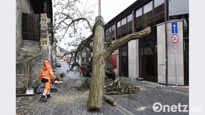 Die mächtige Akazie auf der Schanze in der Fronfestgasse wäre bei den Sanierungsarbeiten für den Stadel wohl umgefallen. Sie wurde daher vorsichtshalber gefällt. Bild: Petra Hartl