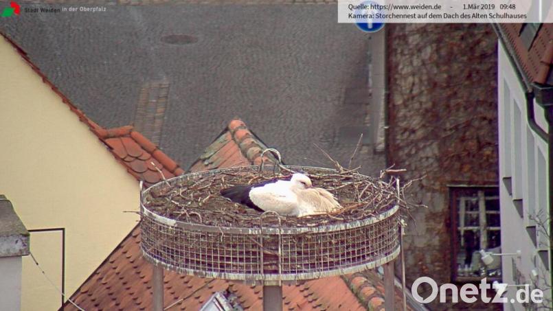 Der Storch ist zurück aus dem Süden: Am Freitagmorgen war er erstmals durch die Webcam der Stadt zu erspähen. Müde von der langen Reise ruht er sich am Dach des Alten Schulhauses aus. Bild: Webcam Stadt Weiden