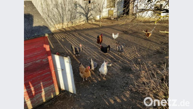 Glückliche Hühnerschar. Bild: dob