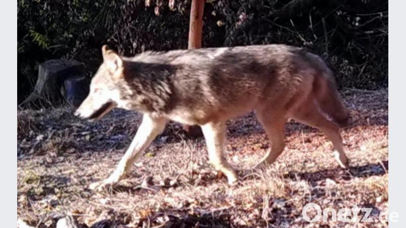 Hier tappte definitiv ein Wolf in die Fotofalle – und zwar im nordöstlichen Wald des Truppenübungsplatzes in der Nähe des Tores 20, der Auffahrt zur Netzabergsiedlung. Bild: Forstbetrieb Grafenwöhr