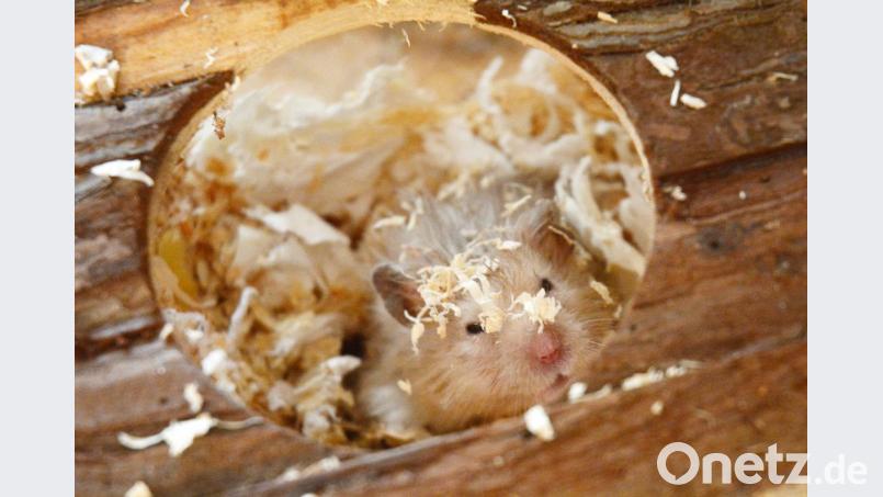 Teddyhamster im Getümmel: Am liebsten verkriecht sich Egon in einem Gemisch von Einstreu und Wattebäuschchen. Bild: Gabi Schönberger
