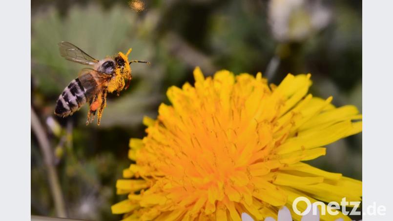 Bei der Fotoausstellung im Stadtmuseum stehen die Bienen im Mittelpunkt. Zu sehen sind die 25 bestwerteten Fotoaufnahmen anlässlich des 25-jährigen Bestehens des Deutschen Bienen-Journals. Die Wanderausstellung kann bis Sonntag, 7. April, besucht werden. Bild: bey