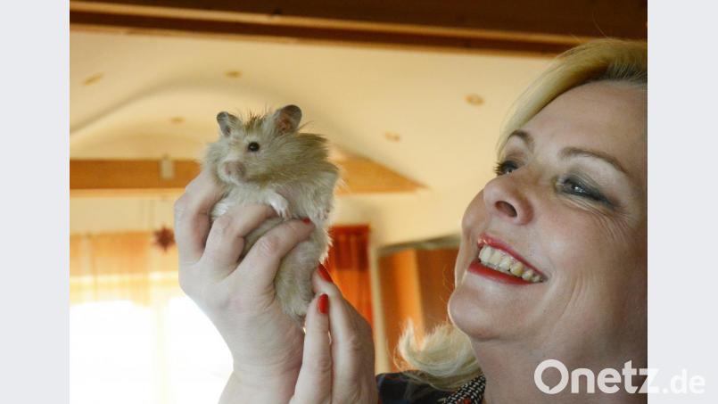 Zauselig und geliebt: Egon VIII., der Teddyhamster von Dagmar Nachtigall. Bild: Gabi Schönberger