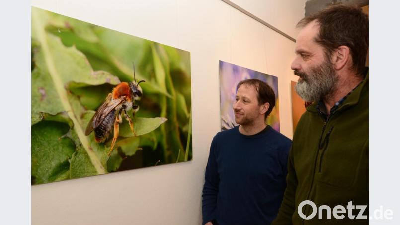 Stadtrat Hans Sax und Thomas Enslein vom Fotoclub Pleystein (von rechts) bestaunen eines der Bilder aus der Ausstellung des Deutschen Bienen Journals. Bild: bey