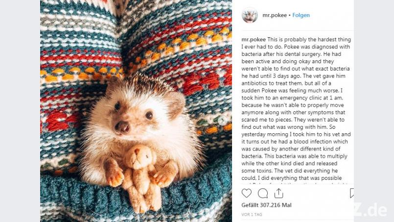 Mr. Pokee ist am Samstag gestorben Screenshot: Instagram/Mr. Pokee