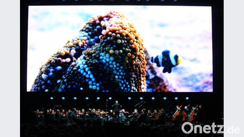 Auch der Clownfisch wurde bei "Unser blauer Planet II" vom City of Prague Philharmonic Orchestra mit den passenden Klängen vorgestellt. Bild: stg