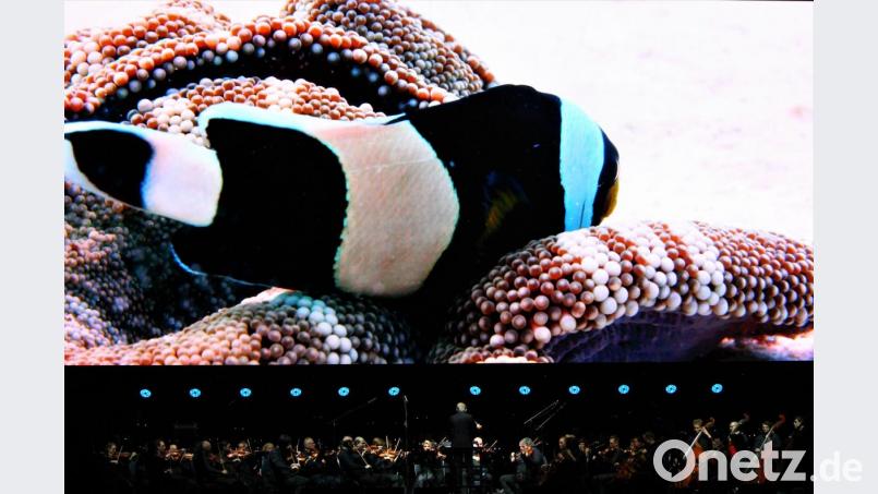 Auch der Clownfisch wurde bei "Unser blauer Planet II" vom City of Prague Philharmonic Orchestra mit den passenden Klängen vorgestellt. Bild: stg