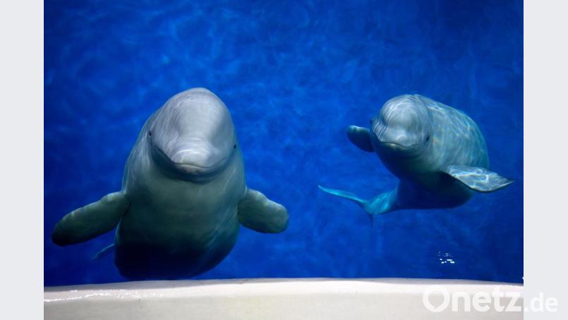 Die beiden Beluga-Wale Little White und Little Grey schwimmen in einem Meeresaquarium in Shanghai umher. Bild: Aaron Chown/PA/dpa