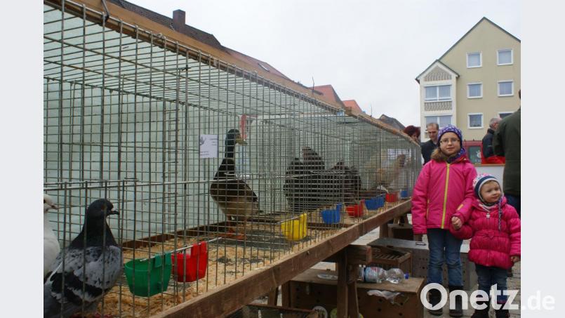 Auch die Kleinsten interessierten sich für die Angebote der Händler. Bild: Franziska Hüttner