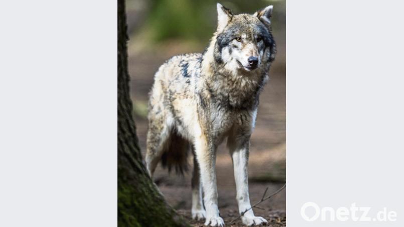 Der Wolf (Symbolbild) sei bei den Bürgern im Landkreis noch kein großes Thema. Das kann sich bald ändern. Bild: picture alliance/Alexander Heinl/dpa