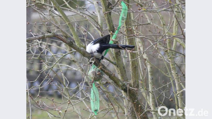 Kopfüber am Meisenball: Um an Futter zu kommen, nimmt die Elster Verrenkungen in Kauf. Bild: rn