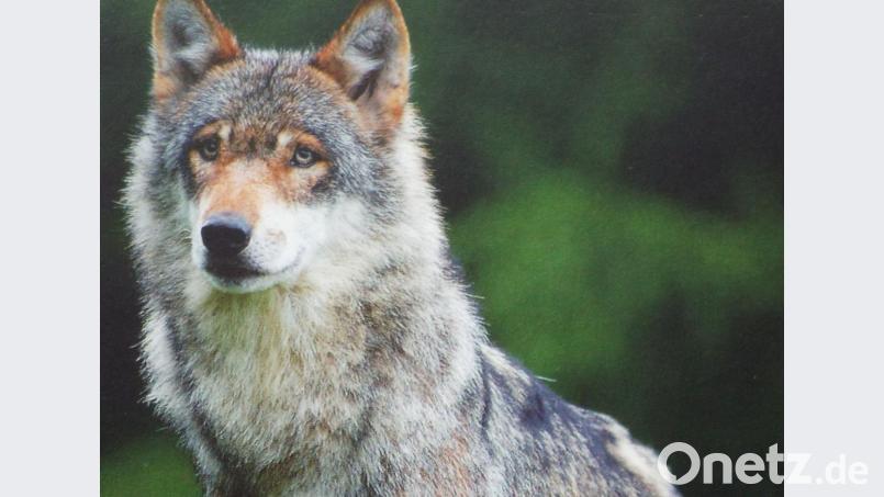 Der Wolf ziert das Titelblatt zum Begleitheft der interaktiven Wanderausstellung „Die großen Vier“. Sie kommt jetzt nach Theuern. Bild: e