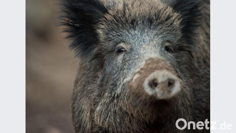 Wildschweine sehen harmlos aus, können aber gefährlich werden – vor allem für Autofahrer. Bild: Lino Mirgeler/dpa