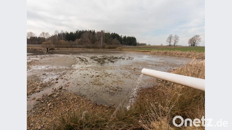 Nach der winterliches Trockenlegen und professionellen Bodenbearbeitung werden die Oberpfälzer Teiche nun wieder für den Neubesatz vorbereitet. Bild: dtr