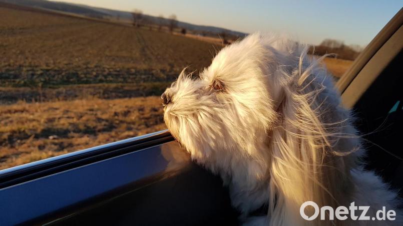 Chupo in seinem Element: Der siebenjährige Malteser liebt das Gefühl von Freiheit und streckt beim Autofahren schon mal gern den Kopf aus dem Fenster. Bild: ck