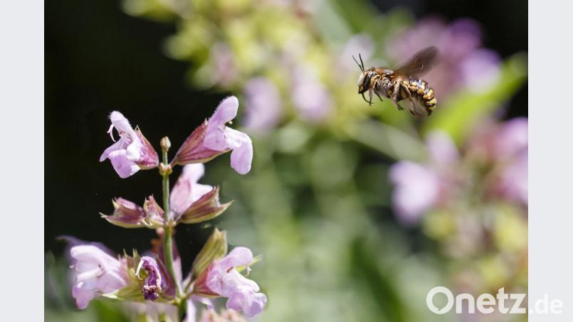 &quot;Rettet die Bienen&quot; war das erfolgreiche Volksbegehren für den Artenschutz überschrieben. Mehr Schutz und Lebensraum für Insekten wie die Wollbiene (Bild) gehören zu den Zielen. Momentan arbeitet ein runder Tisch an der Umsetzung. Bild: Hösamer