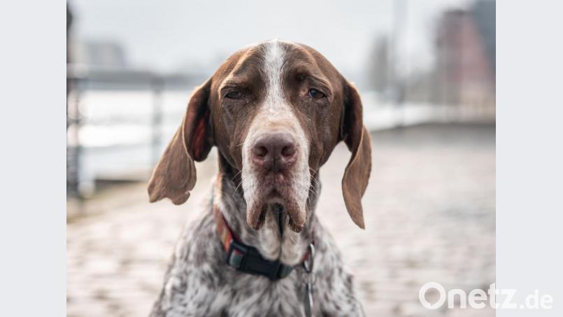 In der nördlichen Oberpfalz gibt es gleichbleibend viele Hunde - und erfreulich wenig Probleme. Archivbild:  Frank Rumpenhorst/dpa