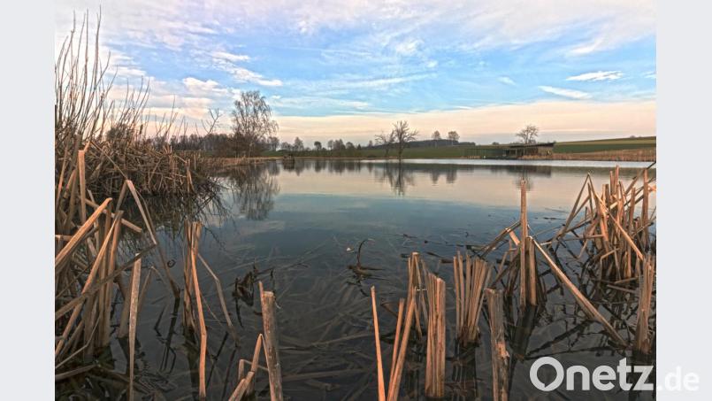Wenn im Frühjahr die Temperaturen steigen werden die Fische wieder aktiv und für die Teichwirte beginnt eine ungewisse Saison. Bild: dtr