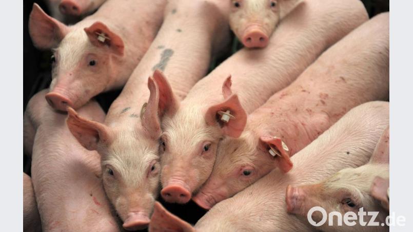 Tiergesundheit und Schweinepest waren Themen bei der letzten Versammlung des Schweineprüfrings Amberg-Sulzbach: Er löst sich auf. Bild:  Carmen Jaspersen/dpa