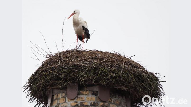 Der Storch macht es sich im Horst auf dem Kamin des Kommunbrauhauses bequem. Bild: gz