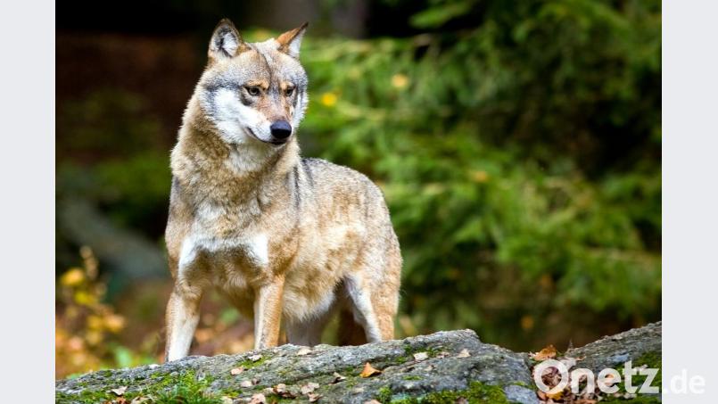 Ein Wolf (Canis lupus) ist zu sehen. Foto: Patrick Pleul/Archiv Bild: Patrick Pleul