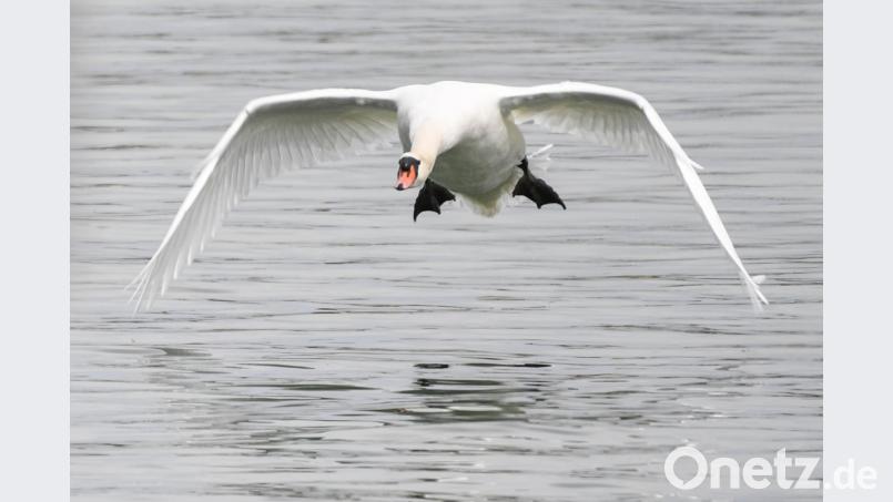 Ein Schwan hat auf der A3 bei Erlangen für einen Auffahrunfall gesorgt. Symbolbild: Felix Kästle/dpa