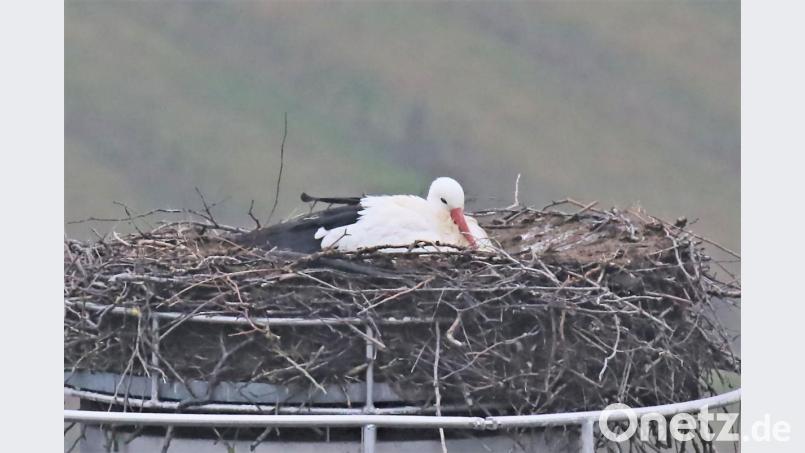 In Pleystein ist der Storch eingetroffen. Bild: tu