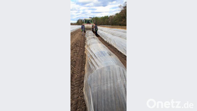 Auf den Feldern des Spargelhofs Scharl werden Folien aufgebracht, Auf den Feldern des Spargelhofs Scharl werden Folien aufgebracht. Sie sorgen für das richtige Klima, damit die edlen weißen Stangen wachsen. Bild: Hösamer