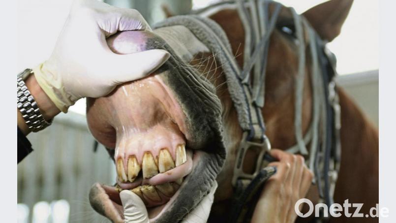 Bei Pferden schauen Tierärzte derzeit ganz genau hin: In einem Vilsecker Reitstall ist bei mehreren Tieren ein Equines Herpesvirus ausgebrochen, das eine Infektion und Erkrankung der oberen Atemwege verursacht, die zum Tod der Pferde führen kann. Bild: Roland Weihrauch/dpa