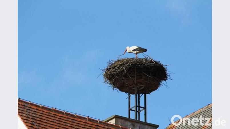 Meist ist einer der Störche unterwegs und der ander ist mit dem Ausbau des Horstes beschäftigt. Bild: frd