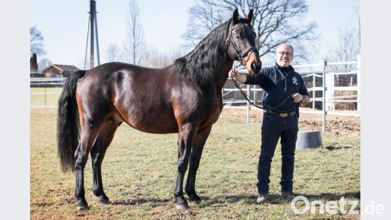 Bernhard Käß mit seinem Rottaler-Hengst &quot;Lucanus&quot;. Erst vor kurzem hatte der Förderkreis der Rottaler Pferdefreunde zur ersten Hengstvorstellung eingeladen. Bild: exb