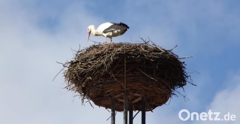 Meist ist einer der Störche unterwegs und der ander ist mit dem Ausbau des Horstes beschäftigt. Bild: frd