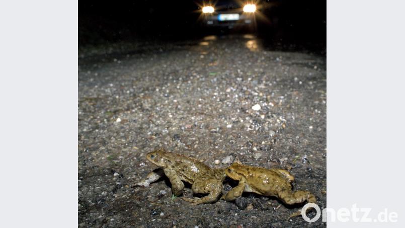 Die Amphibien gehen wieder auf Wanderschaft und bedürfen dabei eines besonderen Schutzes. Bild: Herbert Stadelmann