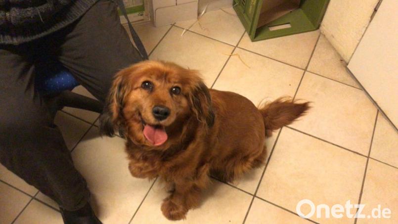 Dieser herrenlose Spaniel-Mischling rückte einem Paar im Landkreis Amberg-Sulzbach so sehr auf die Pelle, dass es die Polizei rufen musste. Nun ist der Hund im Tierheim Amberg. Bild: Tierheim Amberg/exb