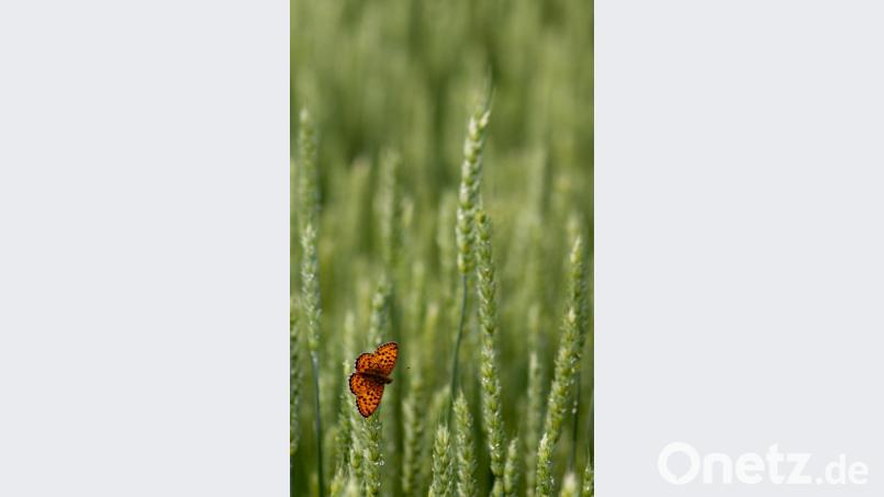 Kein Platz für Schmetterlinge oder Bienen. In Feldmonokulturen findet der Perlmuttfalter keine Nahrung. Bild: tr