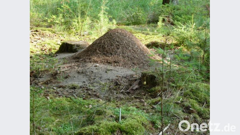 Es hat geklappt: Dieses Volk wurde erfolgreich umgesiedelt. Bild: Ameisenschutzverein Hirschberg/exb