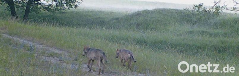 Der Wolf auf dem Truppenübungsplatz Grafenwöhr. Bild: exb